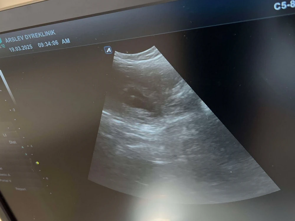 WEB 2025-03-19 M-Kuld scanning 1_XL