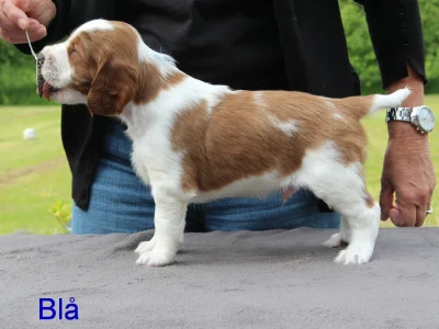 Welsh springer spaniel hvalp fra vores M-Kuld