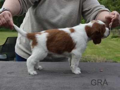 Welsh springer spaniel hvalp fra vores M-Kuld
