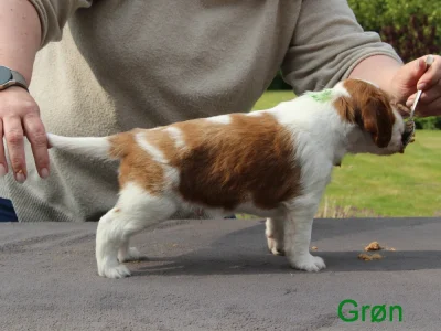 Welsh springer spaniel hvalp fra vores M-Kuld