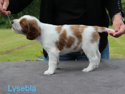 Welsh springer spaniel hvalp fra vores M-Kuld