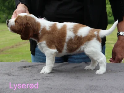 Welsh springer spaniel hvalp fra vores M-Kuld