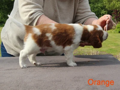 Welsh springer spaniel hvalp fra vores M-Kuld