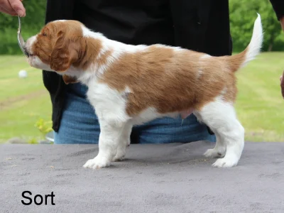 Welsh springer spaniel hvalp fra vores M-Kuld