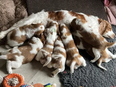 Welsh springer spaniel hvalpe fra vores M-Kuld