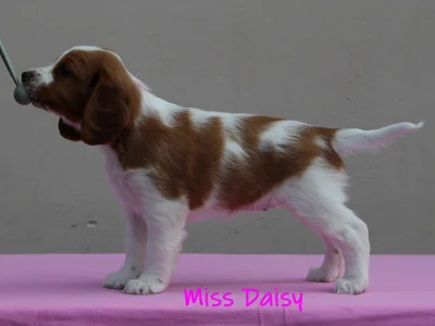 2025-06-09 Lyserød tæve_06_edit_XL Miss Daisy