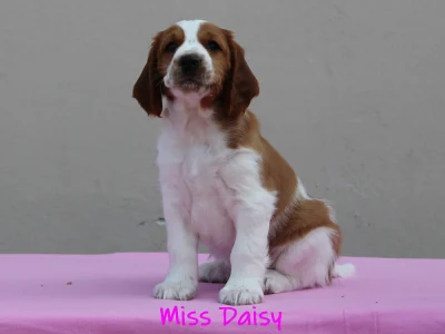 2025-06-09 Lyserød tæve_68_edit_XL Miss Daisy