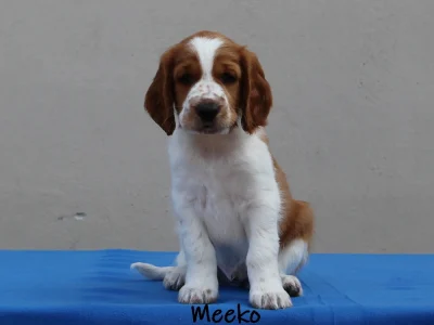 2025-06-09 Sort han_11_edit_XL Meeko