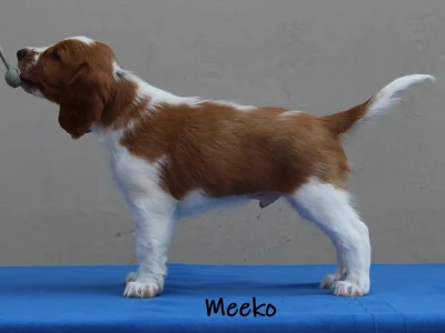 2025-06-09 Sort han_57_edit_XL Meeko