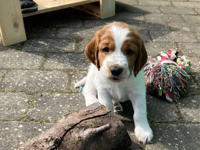 Welsh springer spaniel hvalp fra vores M-Kuld