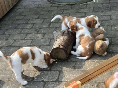 Welsh springer spaniel hvalpe fra vores M-Kuld