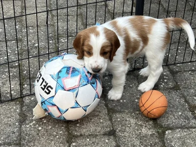 Welsh springer spaniel hvalp fra vores M-Kuld