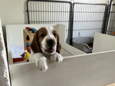 Welsh springer spaniel hvalp fra vores M-Kuld