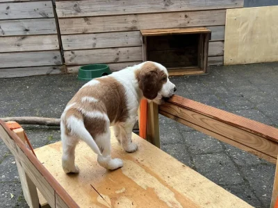 Welsh springer spaniel hvalp fra vores M-Kuld